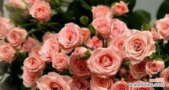 探寻玫瑰花各色的花语之美 《花开花谢，浪漫芬芳——玫瑰花的花语》