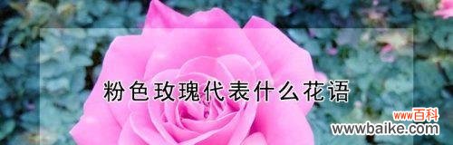 探索玫瑰花的深层涵义 玫瑰花的花语与代表意义