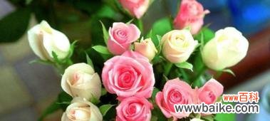 探寻玫瑰花的浪漫 玫瑰花的花语与象征意义