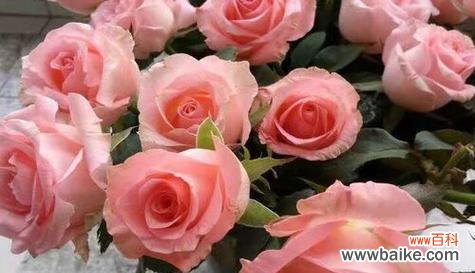 古老而浪漫的花语传承着人们对于情感和美的追求 玫瑰花的象征意义——爱与美的化身