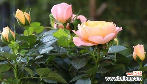 古老而浪漫的花语传承着人们对于情感和美的追求 玫瑰花的象征意义——爱与美的化身