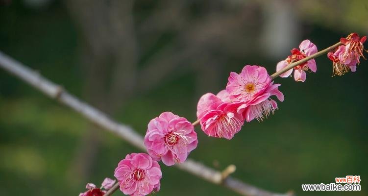 梅花——坚韧不拔的生命力与希望 梅花花语