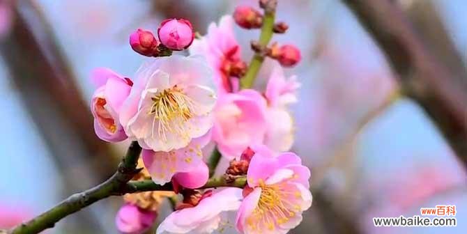 一朵傲雪寒梅的芳香 梅花花语及其代表意义