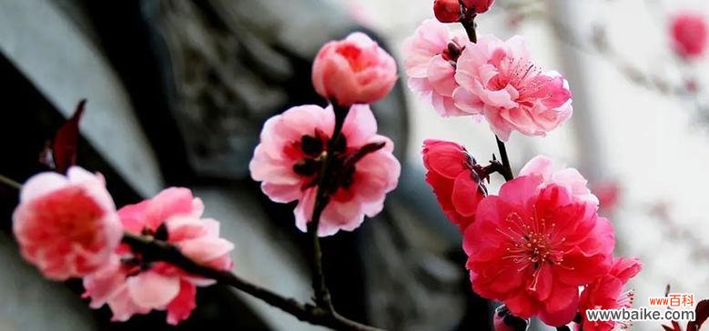 一朵傲雪寒梅的芳香 梅花花语及其代表意义