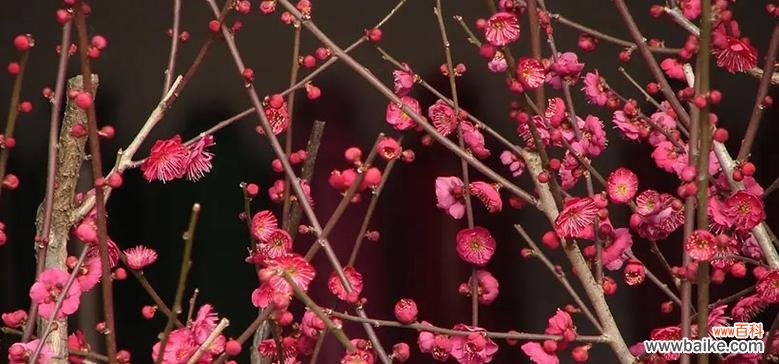 冬日之花 梅花的花语与象征寓意