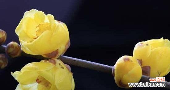 以梅花代表的花语及其象征意义 梅花之美