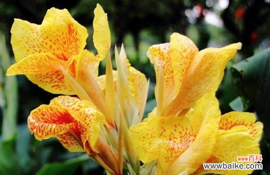 揭示美人蕉花的生命之美与人生哲理 美人蕉花的寓意和象征