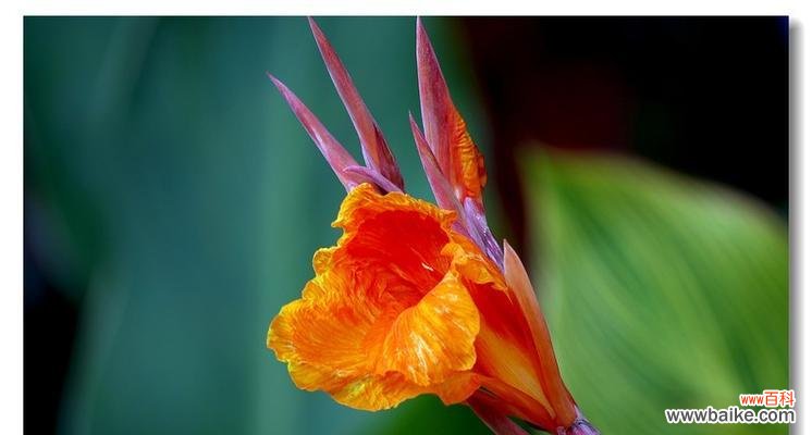 揭示美人蕉花的生命之美与人生哲理 美人蕉花的寓意和象征