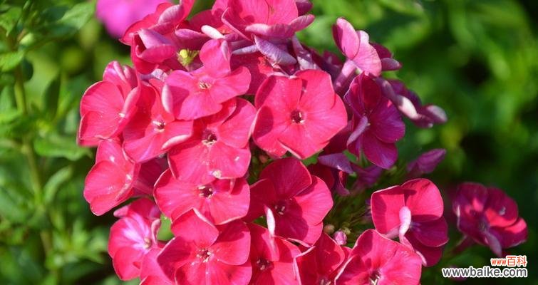 探索樱花的花语和象征意义 美女樱的花语与寓意