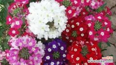 探索樱花的花语和象征意义 美女樱的花语与寓意