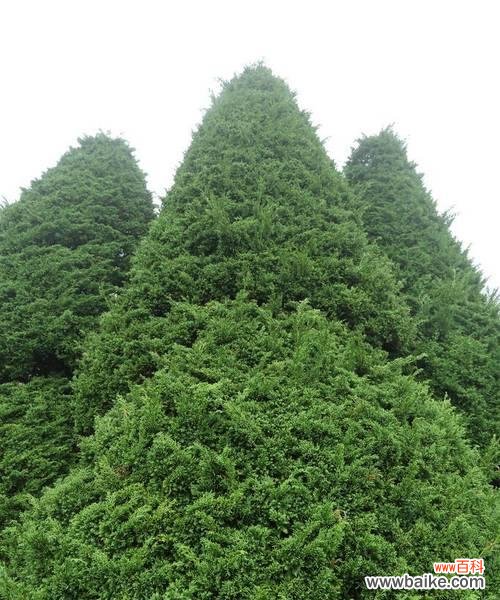 松树代表人格坚强 青松