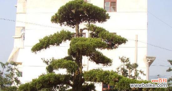 松树代表人格坚强 青松