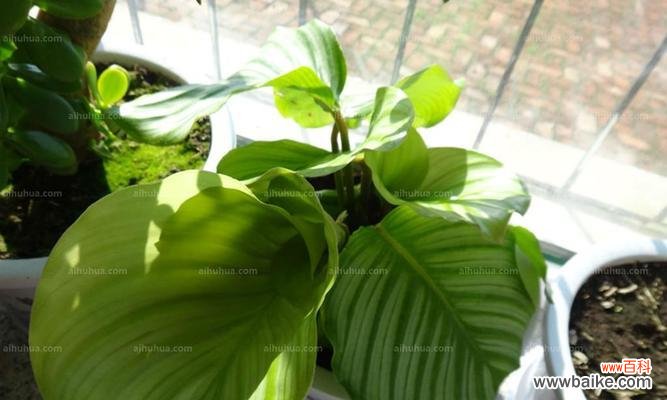 探秘青苹果花的寓意 青苹果花的寓意与象征