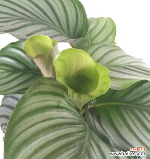 探秘青苹果花的寓意 青苹果花的寓意与象征