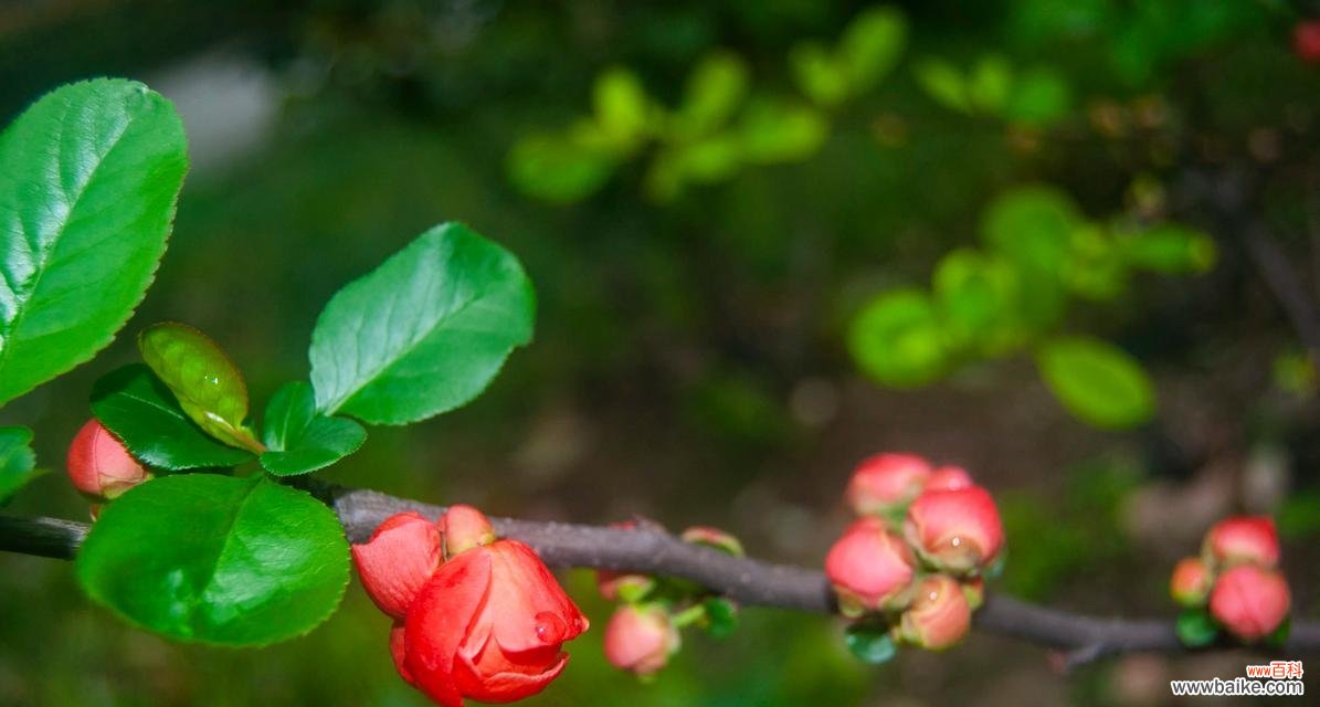 了解蔷薇亚科植物的分类与特点 探秘蔷薇亚科代表植物的世界