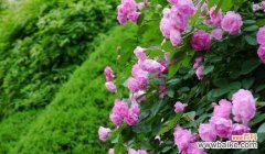 揭示蔷薇花的情感象征及人生意义 蔷薇花的花语与寓意