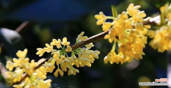 传承千年的芬芳 日照市花桂花的象征意义