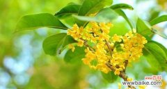 传承千年的芬芳 日照市花桂花的象征意义