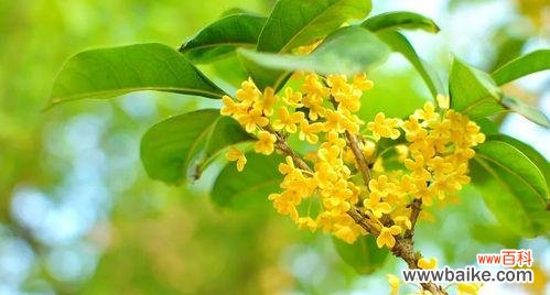 传承千年的芬芳 日照市花桂花的象征意义