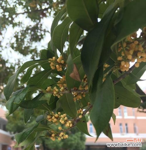 传承千年的芬芳 日照市花桂花的象征意义