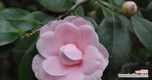 解读山茶花所传递的情感与寓意 山茶花的花语与意义