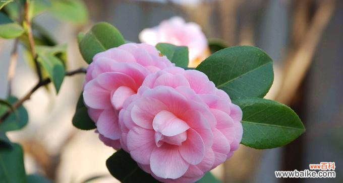 解读山茶花所传递的情感与寓意 山茶花的花语与意义