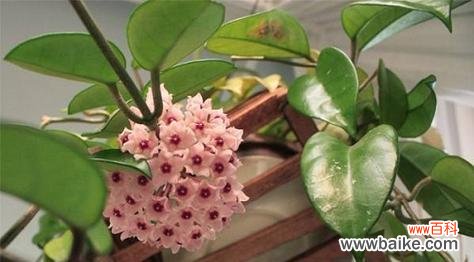 探寻球兰花开的秘密 球兰开花的预示意义及寓意