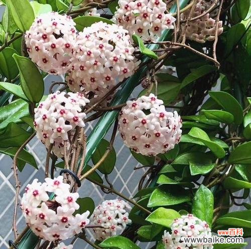 探寻球兰花开的秘密 球兰开花的预示意义及寓意