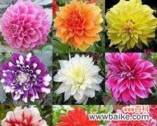 探寻球菊的心声 球菊的花语与寓意