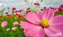 秋英的美丽寓意传递出生命的坚韧与希望 秋英的花语与寓意