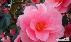 探索山茶花的文化内涵与象征意义 山茶花的象征意义及其代表的美德