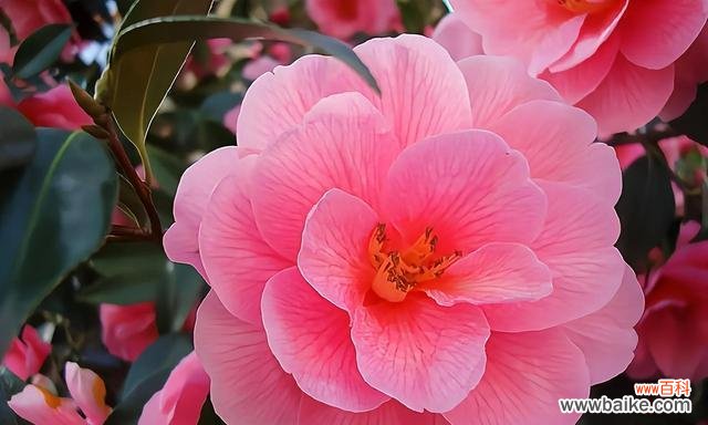 探索山茶花的文化内涵与象征意义 山茶花的象征意义及其代表的美德