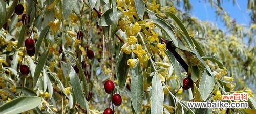 探寻沙枣花的深意 沙枣花的花语和寓意