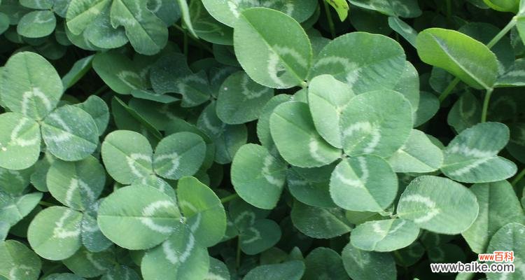 探寻三叶草的意义与传说 三叶草