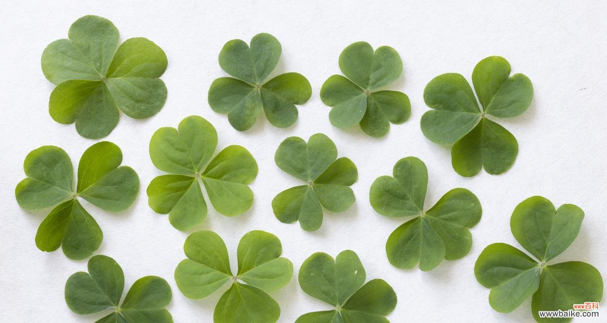 探寻三叶草的意义与传说 三叶草