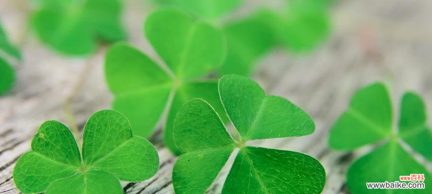 探寻三叶草的意义与传说 三叶草