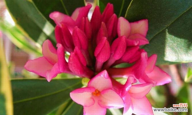 探秘瑞香花的花语和象征意义 瑞香花