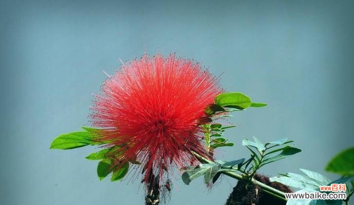 花开如绒 绒花的花语与寓意