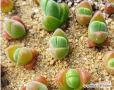 探寻生石花开花背后的象征意义 生石花开花的寓意与含义