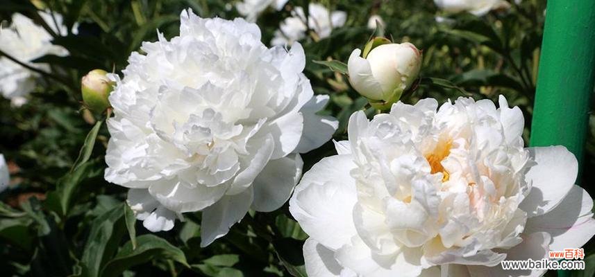 探寻芍药花的隐藏心语 芍药花的花语和代表意义