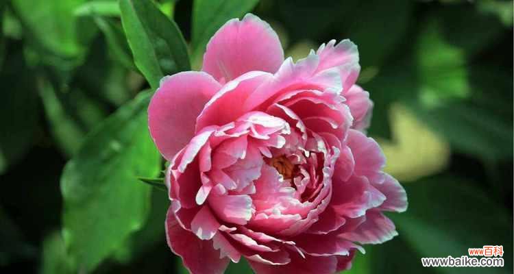 探寻芍药花的独特魅力 芍药花的寓意与象征