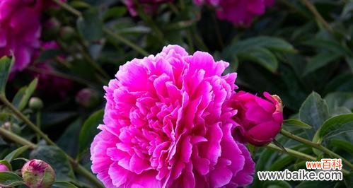 探寻芍药花的独特魅力 芍药花的寓意与象征