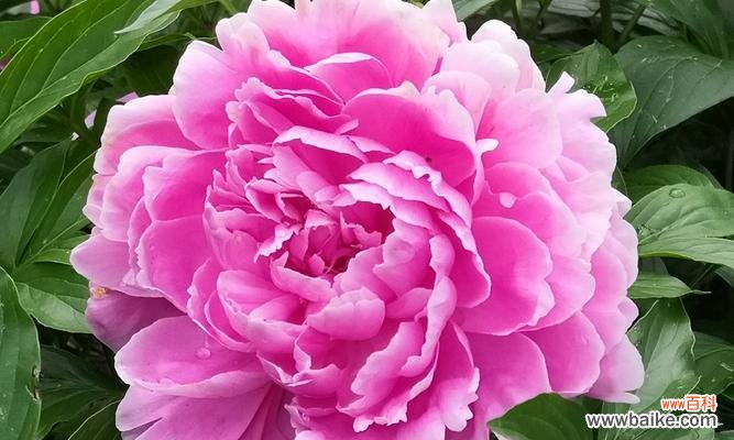 探寻芍药花的独特魅力 芍药花的寓意与象征