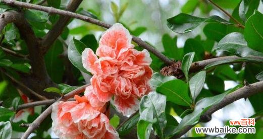 石榴开花 石榴开花的花语与寓意