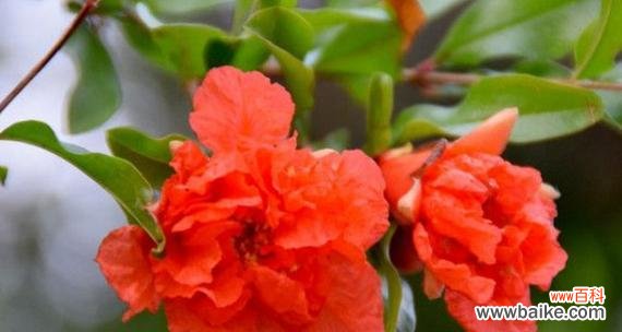 石榴开花 石榴开花的花语与寓意