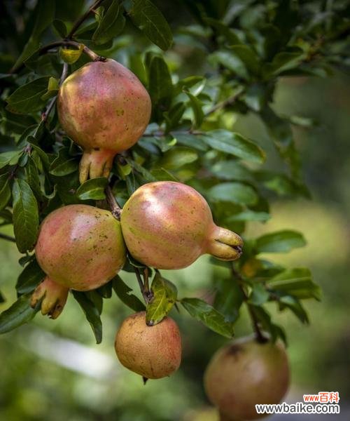 揭示石榴背后的丰富文化内涵 石榴之美