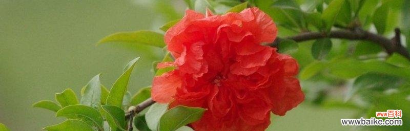 揭示石榴背后的丰富文化内涵 石榴之美