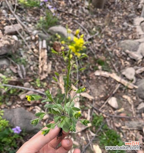 从形态到生理 十字花科植物的主要特征及其重要性