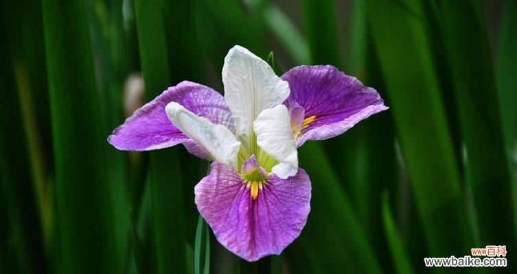 探索花卉象征的爱情之美 花语中的爱情奇迹