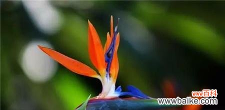 探寻风信子花的寓意与象征 无缘之爱